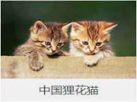付临门（广东）网络科技有限公司