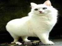 付临门（广东）网络科技有限公司