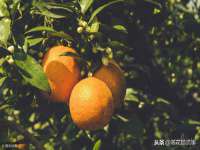 付临门（广东）网络科技有限公司