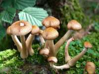 付临门（广东）网络科技有限公司